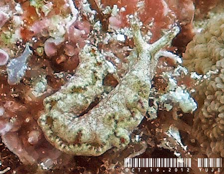 �G���V�A�E�x�l�b�g�A�GElysia bennettae (Thompson, 1973)