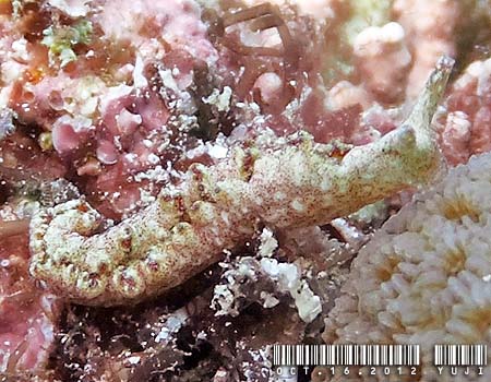 �G���V�A�E�x�l�b�g�A�GElysia bennettae (Thompson, 1973)