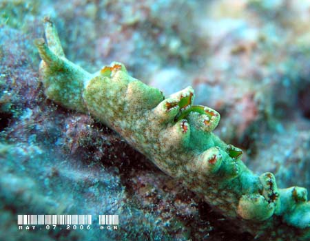 �G���V�A�E�x�l�b�g�A�GElysia bennettae (Thompson, 1973)