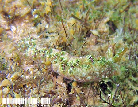 �G���V�A�E�x�l�b�g�A�GElysia bennettae (Thompson, 1973)