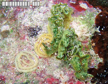 �G���V�A�E�x�l�b�g�A�GElysia bennettae (Thompson, 1973)