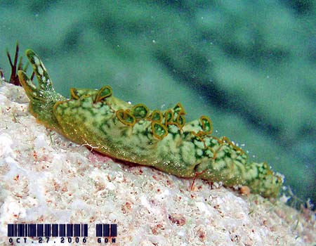 �G���V�A�E�x�l�b�g�A�GElysia bennettae (Thompson, 1973)