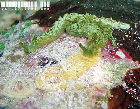 �G���V�A�E�x�l�b�g�A�GElysia bennettae (Thompson, 1973)