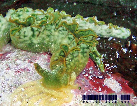 �G���V�A�E�x�l�b�g�A�GElysia bennettae (Thompson, 1973)