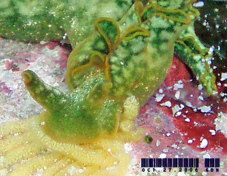 �G���V�A�E�x�l�b�g�A�GElysia bennettae (Thompson, 1973)