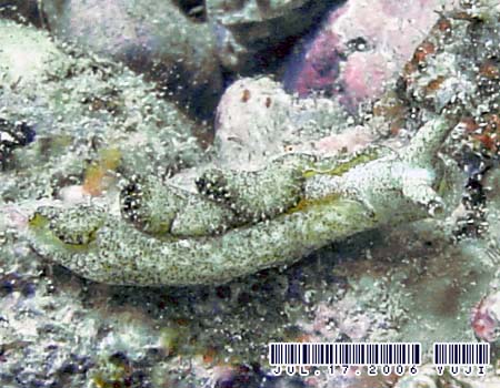 �G���V�A�E�x�l�b�g�A�GElysia bennettae (Thompson, 1973)