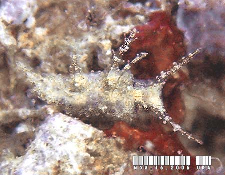 �L�X�}�[�N�~�h���K�C Elysia mercieri