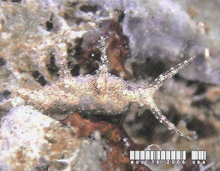 �L�X�}�[�N�~�h���K�C Elysia mercieri