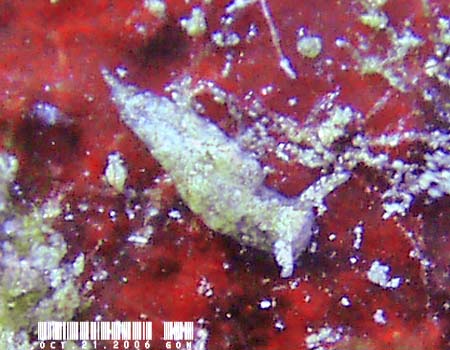 �L�X�}�[�N�~�h���K�C Elysia mercieri