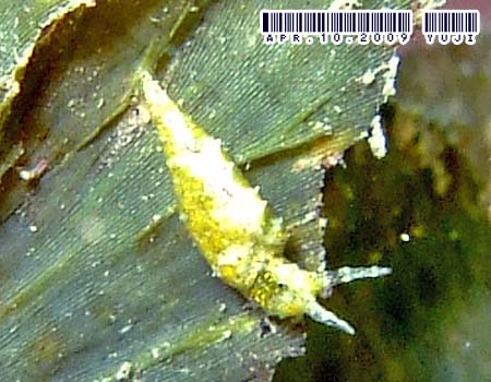 �L�X�}�[�N�~�h���K�C Elysia mercieri