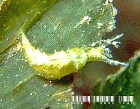 �L�X�}�[�N�~�h���K�C Elysia mercieri