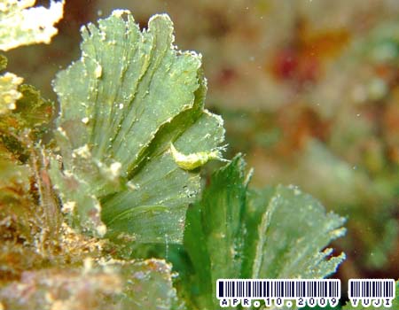 �L�X�}�[�N�~�h���K�C Elysia mercieri