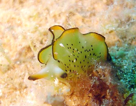 �R�m�n�~�h���K�C Elysia ornata