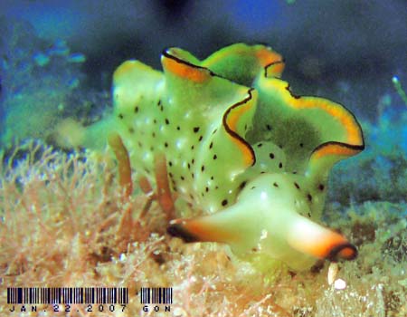 �R�m�n�~�h���K�C Elysia ornata