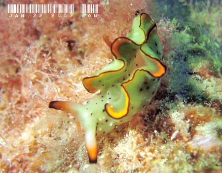 �R�m�n�~�h���K�C Elysia ornata