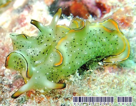 �R�m�n�~�h���K�C Elysia ornata