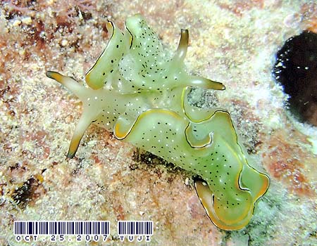 �R�m�n�~�h���K�C Elysia ornata