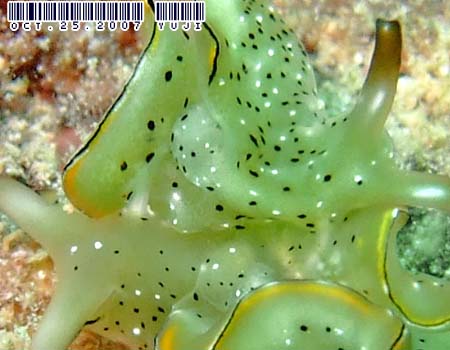 �R�m�n�~�h���K�C Elysia ornata