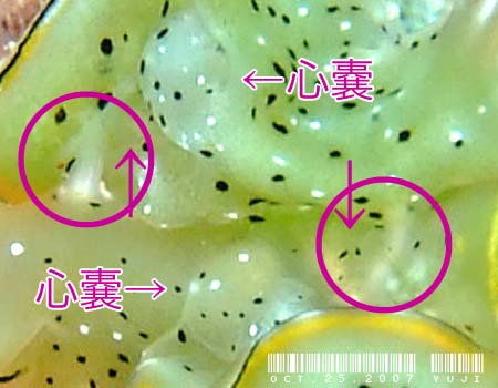 �R�m�n�~�h���K�C Elysia ornata