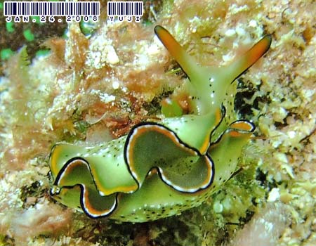 �R�m�n�~�h���K�C Elysia ornata