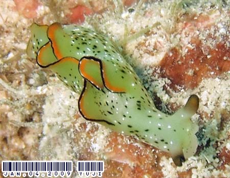 �R�m�n�~�h���K�C Elysia ornata