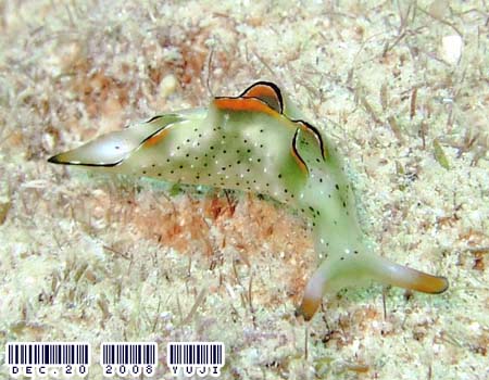 �R�m�n�~�h���K�C Elysia ornata