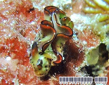 �R�m�n�~�h���K�C Elysia ornata