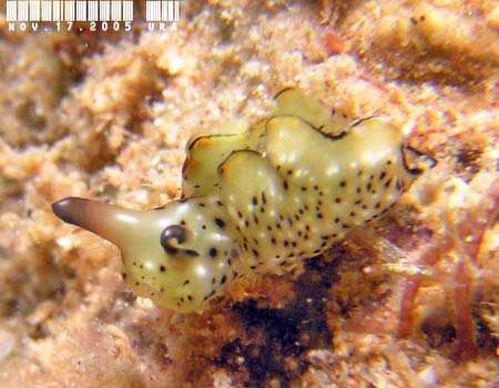 �e���e���R�m�n�~�h���K�C Elysia sp.