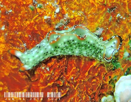 �R�m�n�~�h���K�C Elysia ornata