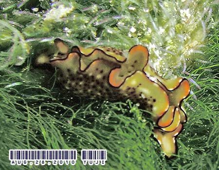 �R�m�n�~�h���K�C Elysia ornata