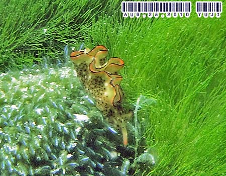 �R�m�n�~�h���K�C Elysia ornata