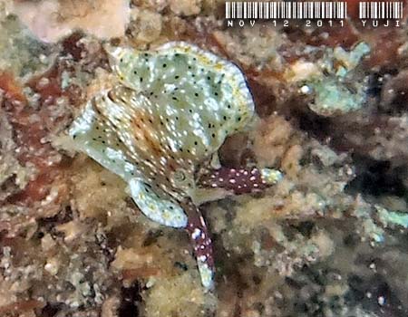 �R�m�n�~�h���K�C Elysia ornata