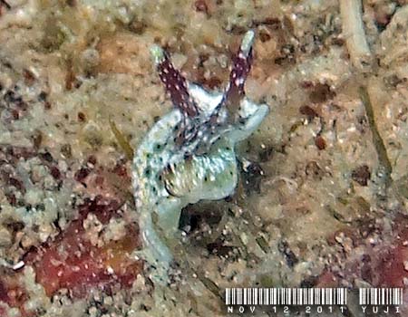 �R�m�n�~�h���K�C Elysia ornata