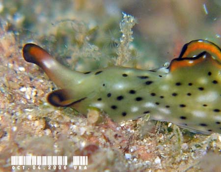 �R�m�n�~�h���K�C Elysia ornata