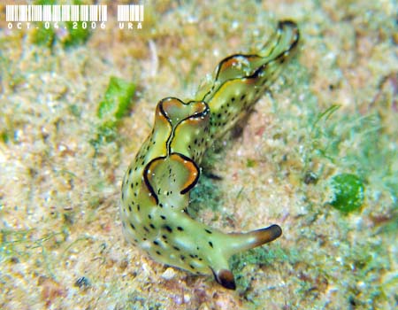 �R�m�n�~�h���K�C Elysia ornata