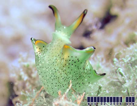 �R�m�n�~�h���K�C Elysia ornata