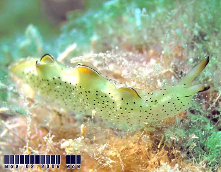 �R�m�n�~�h���K�C Elysia ornata