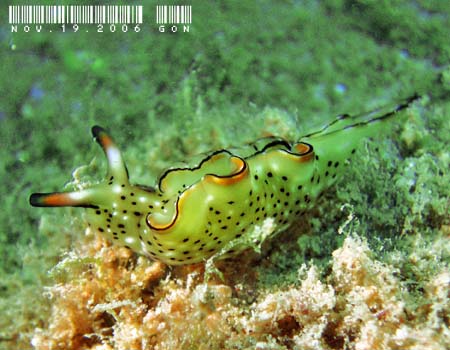 �R�m�n�~�h���K�C Elysia ornata