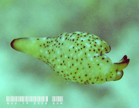 �R�m�n�~�h���K�C Elysia ornata