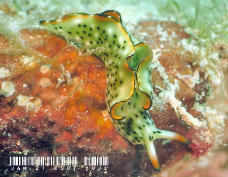 �R�m�n�~�h���K�C Elysia ornata