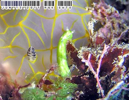 �E�`���~�h���K�C Elysiella pusilla 