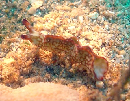 �N�V���g�~�h���K�C Elysia rufescens