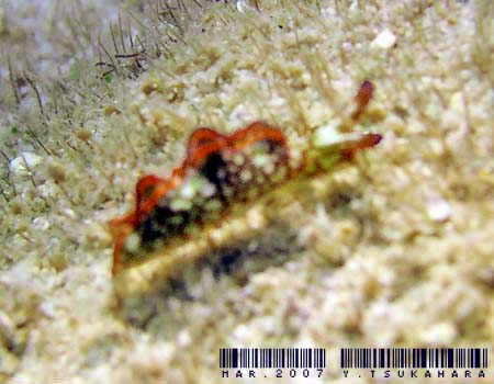 �N�V���g�~�h���K�C Elysia rufescens