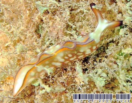 �N�V���g�~�h���K�C Elysia rufescens