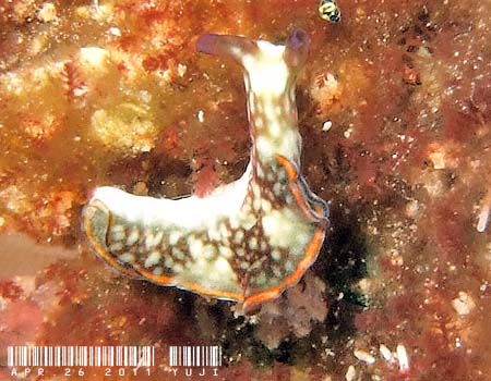 �N�V���g�~�h���K�C Elysia rufescens