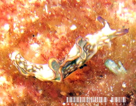�N�V���g�~�h���K�C Elysia rufescens