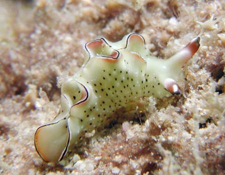 �e���e���R�m�n�~�h���K�C Elysia sp.