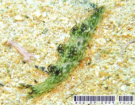 �e���e���R�m�n�~�h���K�C Elysia sp.