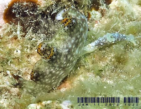 �e���e���R�m�n�~�h���K�C Elysia sp.