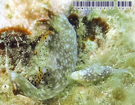 �e���e���R�m�n�~�h���K�C Elysia sp.